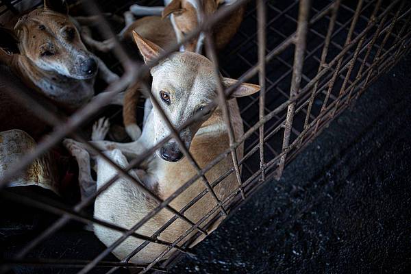 Jakarta |  Daging anjing: Indonesia menentang kekejaman terhadap hewan