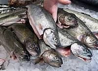 Forellen aus Bio-Zucht gelten als nachhaltige Alternative zu vielen überfischten Arten aus der Ostsee.